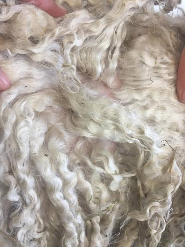 Fibres Brutes